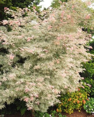 Клен пальмолистий ‘Укігумо’