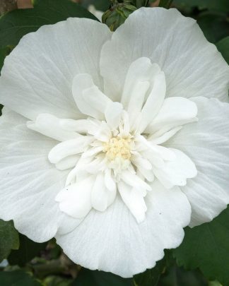 Гібіскус сирійський 'Вайт Шифон'