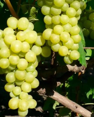 Золотце (кишмиш)