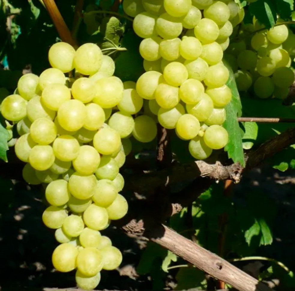 Золотце (кишмиш)