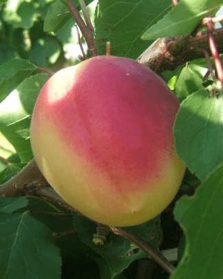 Ванілла Кот (середнього терміну)