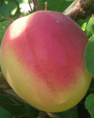 Ванілла Кот (середнього терміну)