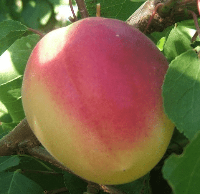 Ванілла Кот (середнього терміну)