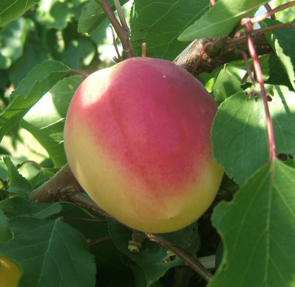 Ванілла Кот (середнього терміну)