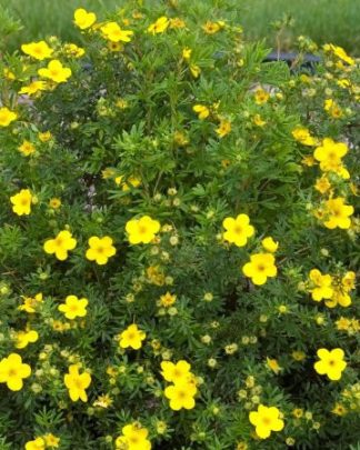 Перстач чагарниковий 'Голдфінгер'