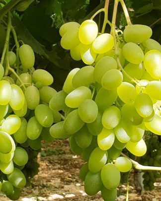 Шугар Дроп (кишмиш)