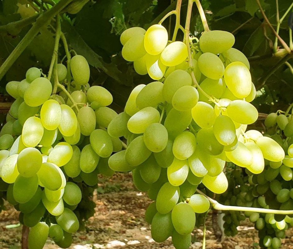 Шугар Дроп (кишмиш)