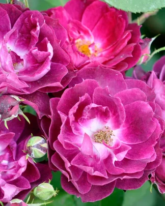 Кардинал Хьюм