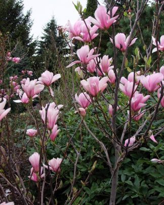 Магнолія гібридна 'Хевен Сцент'