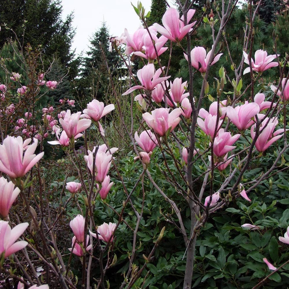 Магнолія гібридна 'Хевен Сцент'