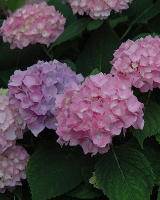 Гортензія крупнолиста 'Ендлес Саммер Оріджінал'