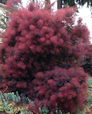 Скумпія шкіряста 'Даскі Мейден'