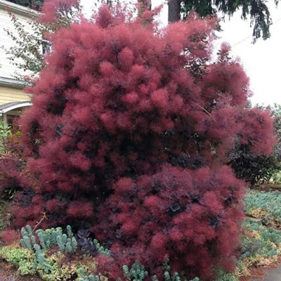 Скумпія шкіряста 'Даскі Мейден'