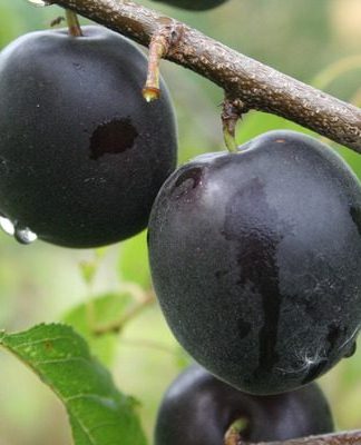 Апрісалі (плумкот)