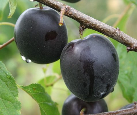 Апрісалі (плумкот)