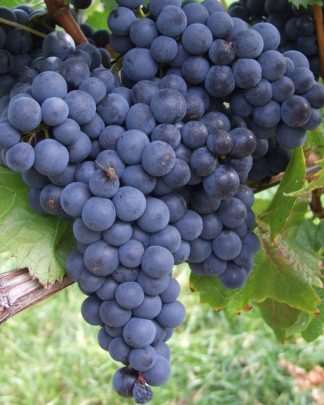 Кабарне Кортіс (технічний)