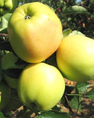 Голден Резістент