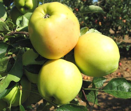 Голден Резістент