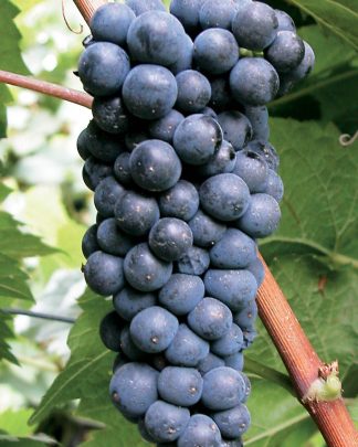 Маршал Фош (технічний)