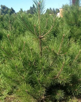 Сосна кримська