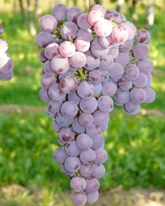 Совіньє Ґрі (технічний)