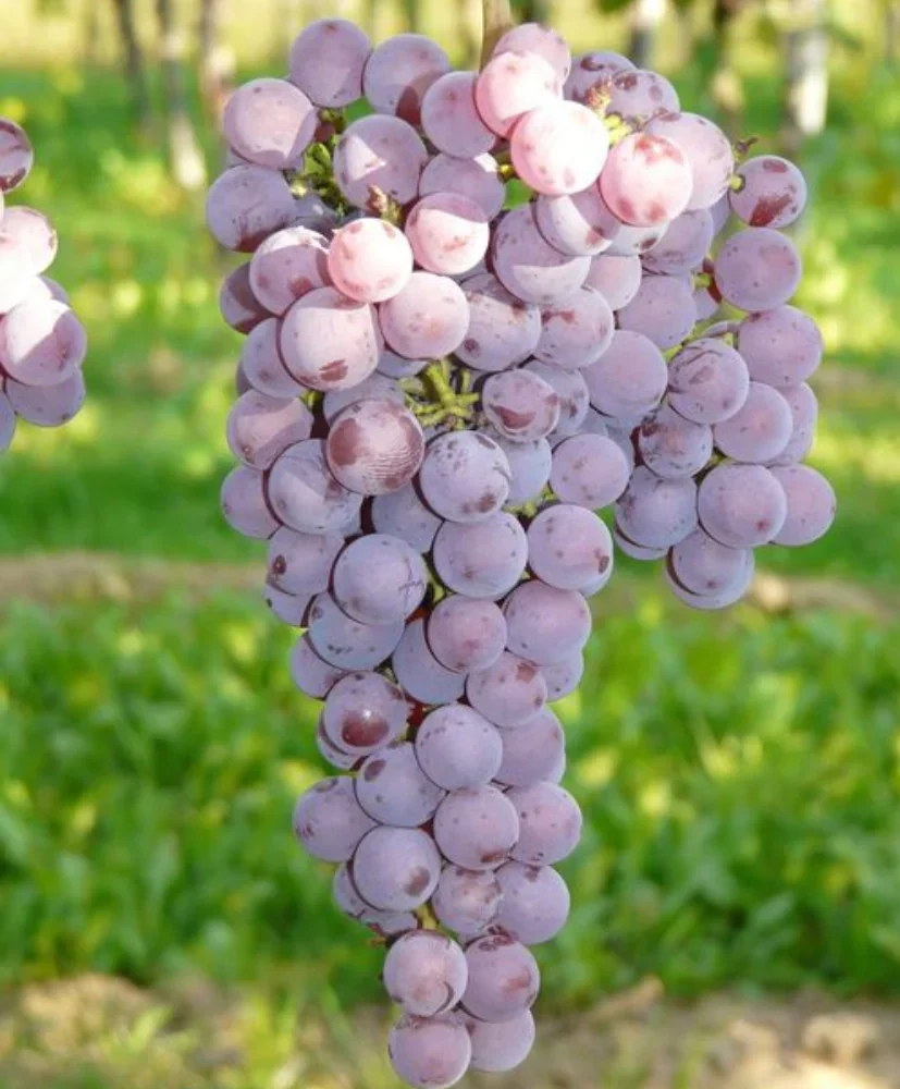 Совіньє Ґрі (технічний)