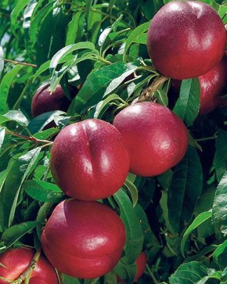 Хані Хейвен (раннього терміну)