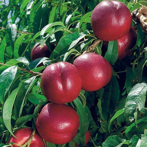 Хані Хейвен (раннього терміну)