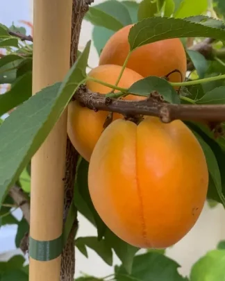 Кампаніло (пізній, колоноподібний)