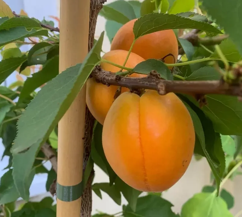 Кампаніло (пізній, колоноподібний)