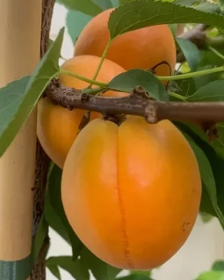 Кампаніло (пізній, колоноподібний)