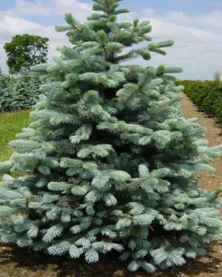 Ялина колюча 'Кейбаб'