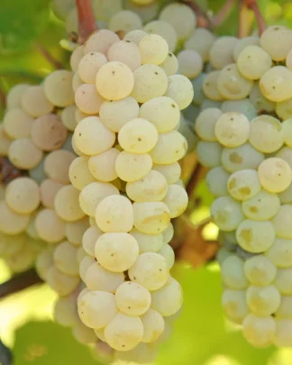 Прейрі Стар (універсальний)