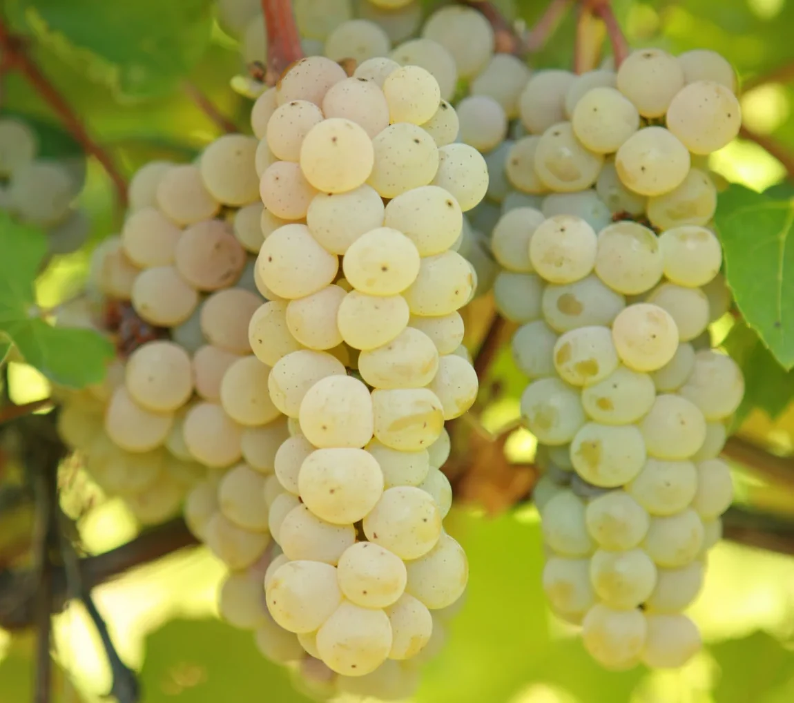 Прейрі Стар (універсальний)