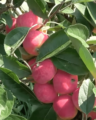 Імперіал Павла (креб)