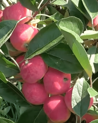 Імперіал Павла (креб)