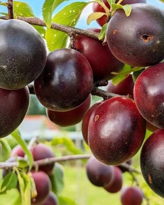 Апрісалі (плумкот)