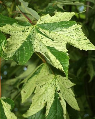 Клен псевдоплатановий 'Леопольді'