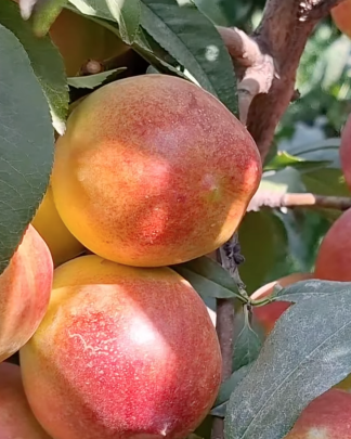 Лола (середнього терміну)