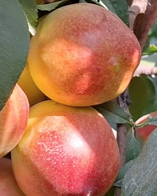 Лола (середнього терміну)