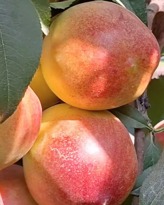 Лола (середнього терміну)