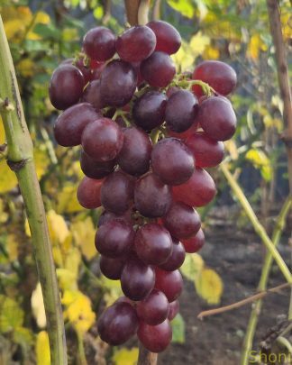 Лускунчик (кишмиш)