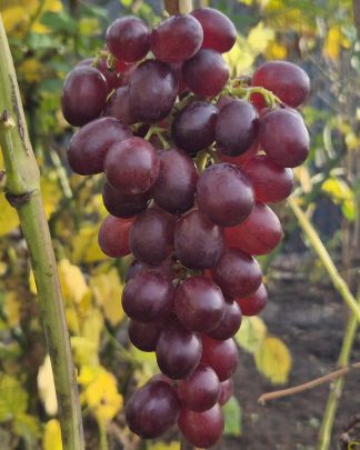 Лускунчик (кишмиш)