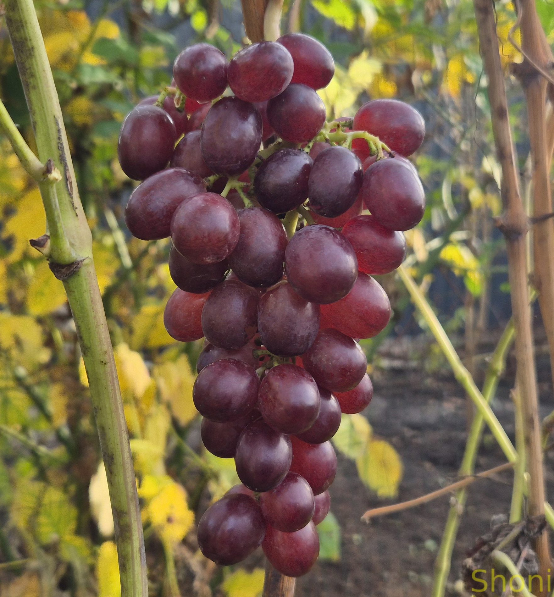 Лускунчик (кишмиш)