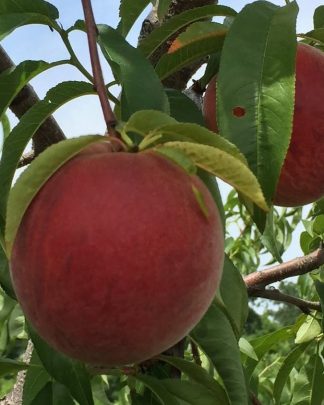 Річ Мей (надраннього терміну)