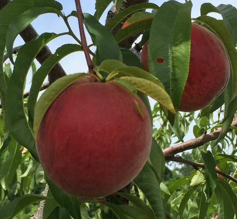 Річ Мей (надраннього терміну)