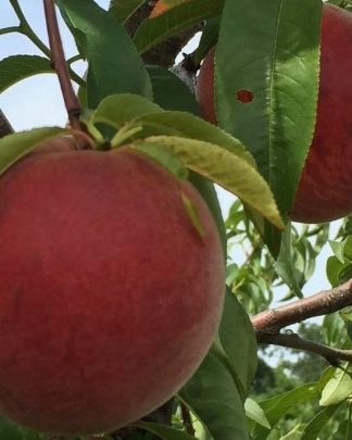 Річ Мей (надраннього терміну)