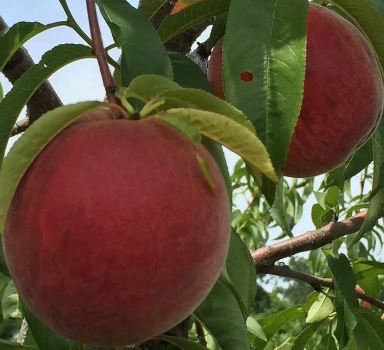 Річ Мей (надраннього терміну)