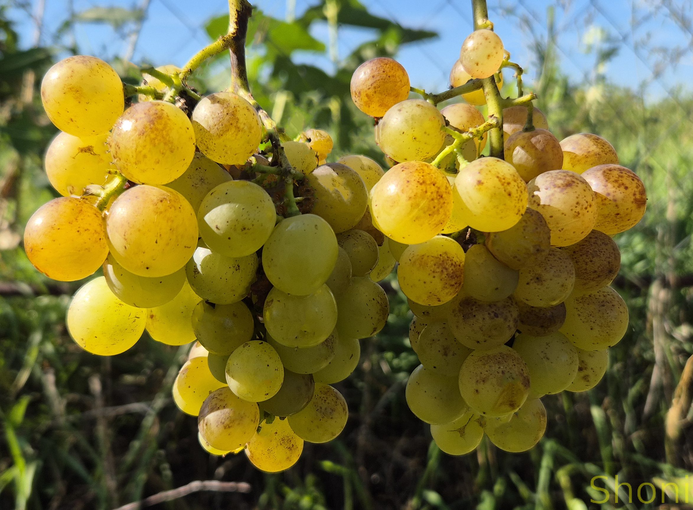 Ціравас Аграа