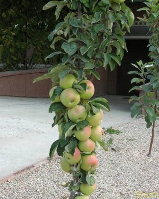 Колоноподібні сорти